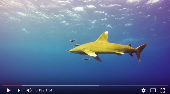 Oceanic Whitetip Shark at Elphinstone - by Ahmed Hesham